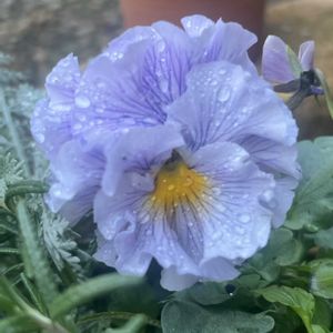 花かんざし,絵になるスミレ・パルム,ミニビオラ　プレミアムコレクション,ビオラ ミミラパン,寄せ植えの画像