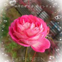 アクロポリス ロマンティカ,ヨハネ パウロ2世,バラ アクロポリス・ロマンティカ,プランター植え,ガーデニング初心者の画像