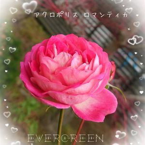 アクロポリス ロマンティカ,ヨハネ パウロ2世,バラ アクロポリス・ロマンティカ,プランター植え,ガーデニング初心者の画像