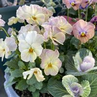 ときめきビオラ ひらひら蝶々,鉢植え,かわいい♡,庭の画像