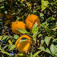 柚子,ユズ,収穫,剪定,畑の画像