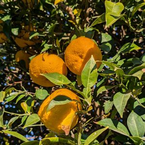 柚子,ユズ,収穫,剪定,畑の画像