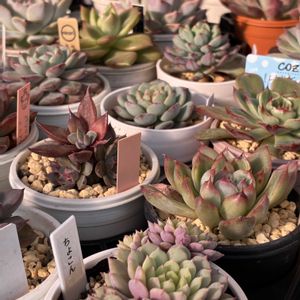 多肉植物,多肉棚,おうち園芸,スノーブロック,小さな庭の画像