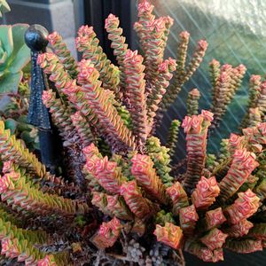 多肉植物,観葉植物,クラッスラ属,多肉植物とサボテン,花のある暮らしの画像