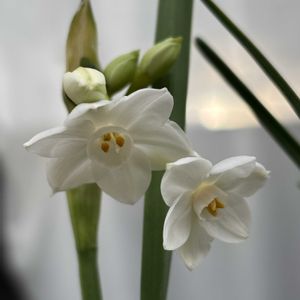 スイセン,フサザキスイセン,ＧＳだヨ！全員集合,ザ・トリフターズ,ベランダの画像