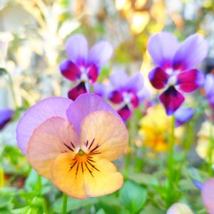 ビオラ,週末ガーデナー,半日陰の庭,ビオラ寄植え,玄関アプローチの画像