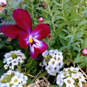 アリッサム,ビオラ,オキザリス・バーシカラー,花かんざし,種まきの画像