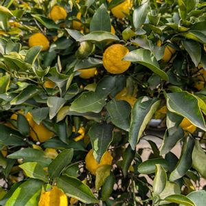 柚子,多様性を愛する会,人に優しくの画像