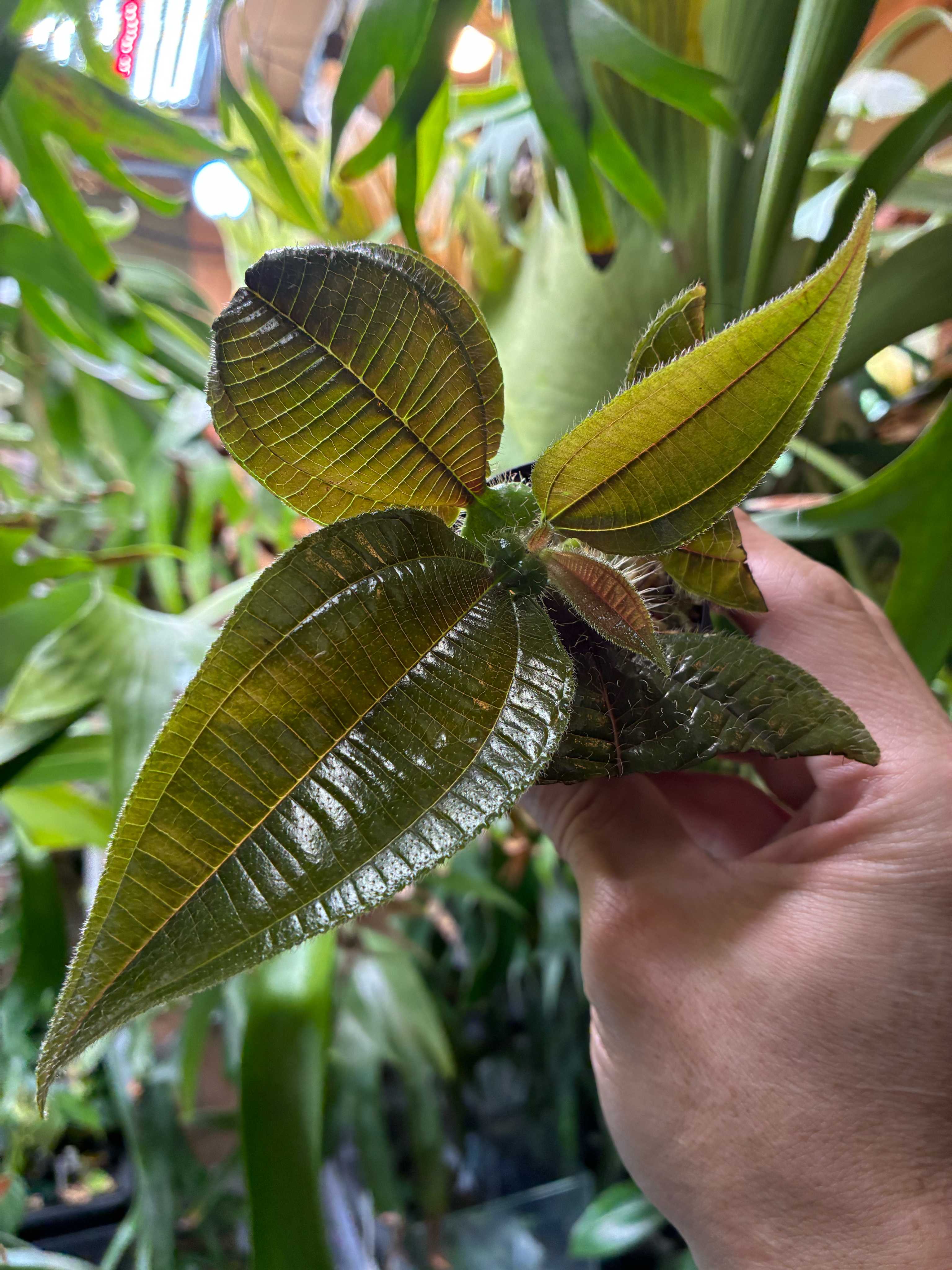 ビカクシダ株分け P.coronarium編 ビカクシダの森