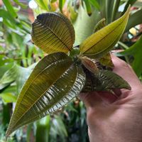 ビカクシダ,熱帯植物, ビカクシダ,葉脈フェチ,tococaの画像