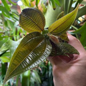 ビカクシダ,熱帯植物, ビカクシダ,葉脈フェチ,tococaの画像