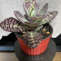 フミリス,多肉植物,元気もらえる,お花のある暮らし,笑って咲く花の画像