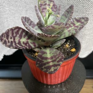 フミリス,多肉植物,元気もらえる,お花のある暮らし,笑って咲く花の画像