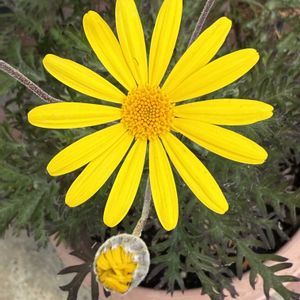 ユリオプスデージー,ベテラン乙女倶楽部,玄関アプローチの画像