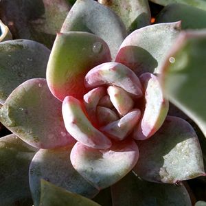 E.シャンペーン,多肉植物,エケベリア属,ド真ん中の日,冬ですよね～の画像