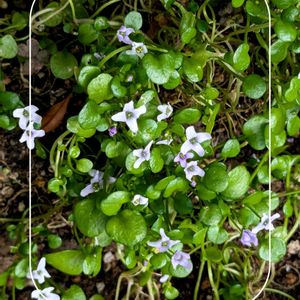 イオノプシジウム,ガーデニング,花のある暮らし,小さな庭,庭の画像