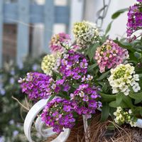 アリッサム,マイガーデン,ありがとう♡,しあわせ♡の画像