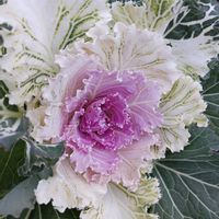 葉牡丹,花のある暮らし,チーム愛知の画像