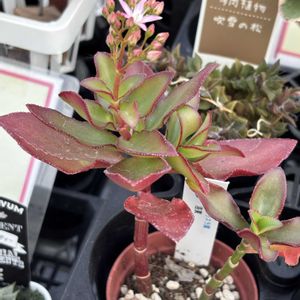 多肉大好き,可愛い多肉ちゃん❤︎,多肉中毒,多肉女子,多肉植物販売店の画像