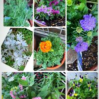 ラナンキュラス,八重咲きストック,八重咲きストック,スカビオサ ブルーバルーン,花のある暮らしの画像