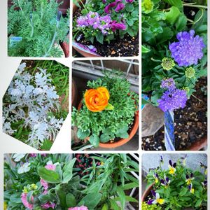 ラナンキュラス,八重咲きストック,八重咲きストック,スカビオサ ブルーバルーン,花のある暮らしの画像