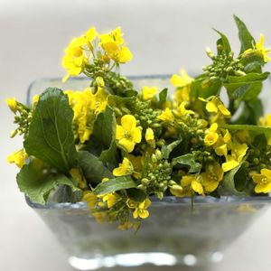 バルコニー,アスパラ菜の画像