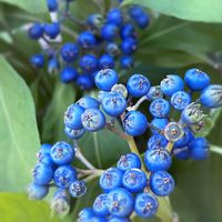 常山アジサイ 碧の瞳,ガーデニング,山野草,花木,実のなる植物の画像