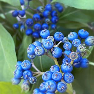 常山アジサイ 碧の瞳,ガーデニング,山野草,花木,実のなる植物の画像