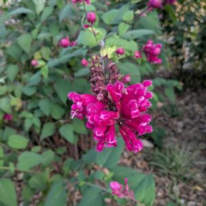 大人の着せ替え人形,浜名湖 ガーデンパーク,薔薇♪,ばら バラ 薔薇,お散歩ちゃんキーホルダーの画像