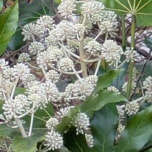 ヤツデ,散歩道,山野草,癒し,花のある暮らしの画像