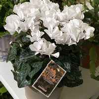 シクラメン,八重咲きシクラメン,八重咲きシクラメン,八重咲きミニシクラメン　ツヴァイ,花のある暮らしの画像