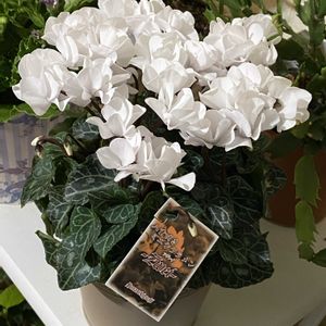 シクラメン,八重咲きシクラメン,八重咲きシクラメン,八重咲きミニシクラメン　ツヴァイ,花のある暮らしの画像