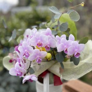 コチョウラン,ブーケ,花束,洋ラン,２０２０年５月同期の画像