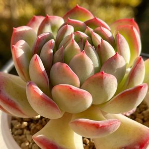 エケベリア アイスティー,多肉植物,エケベリア属,多肉大好き,多肉中毒の画像