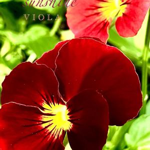 パンジー,ビオラ,花のある暮らし,緑のある暮らし,植物との暮らしの画像