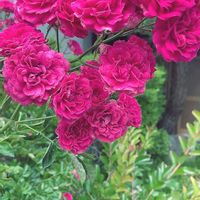 バラ,伝統文化,バラと夢CLUB,月曜にはバラ,チーム岐阜の画像