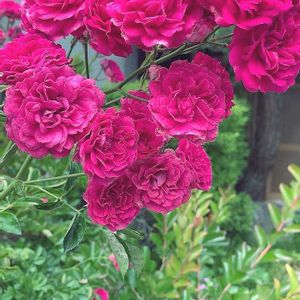 バラ,バラと夢CLUB,月曜にはバラ,チーム岐阜,ユーミンつながりの画像