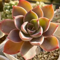 ティンカーベル,多肉植物,エケベリア属,多肉大好き,多肉中毒の画像