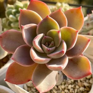 ティンカーベル,多肉植物,エケベリア属,多肉大好き,多肉中毒の画像