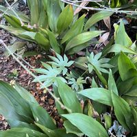 ウメ,ヤツデ,ハラン,癒し,今日のお花の画像