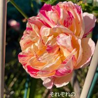 バラ,花のある暮らしの画像
