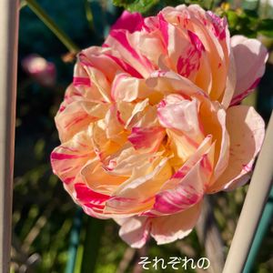 バラ,花のある暮らしの画像