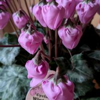 アザレア,ピレア,ベゴニアラブミー,シクラメンウィンターベル,花のある暮らしの画像