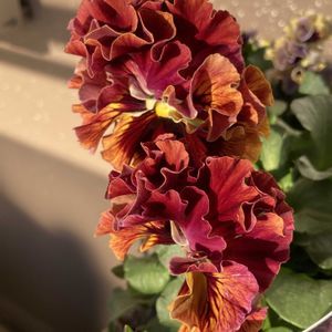 バルコニー/ベランダの画像