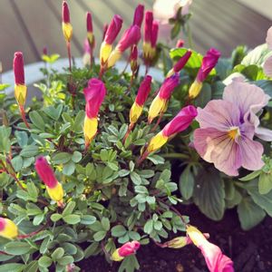 オキザリス,ガーデニング初心者の画像