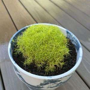 アイリッシュモス,ガーデニング初心者の画像