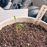 ラナンキュラス,ラナンキュラス,球根,北海道,札幌の画像