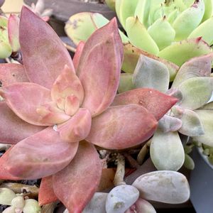 多肉,多肉植物,多肉寄せ植え,多肉大好き,ガーデニングの画像