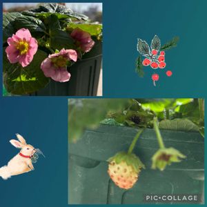 イチゴ,イチゴ,柚子,柚子,赤花いちごトスカーナの画像