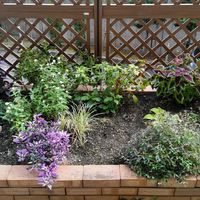 エキナセア,コリウス,センニチコウ,ユーフォルビア・ダイヤモンドフロスト,観賞用トウガラシ・パープルフラッシュの画像